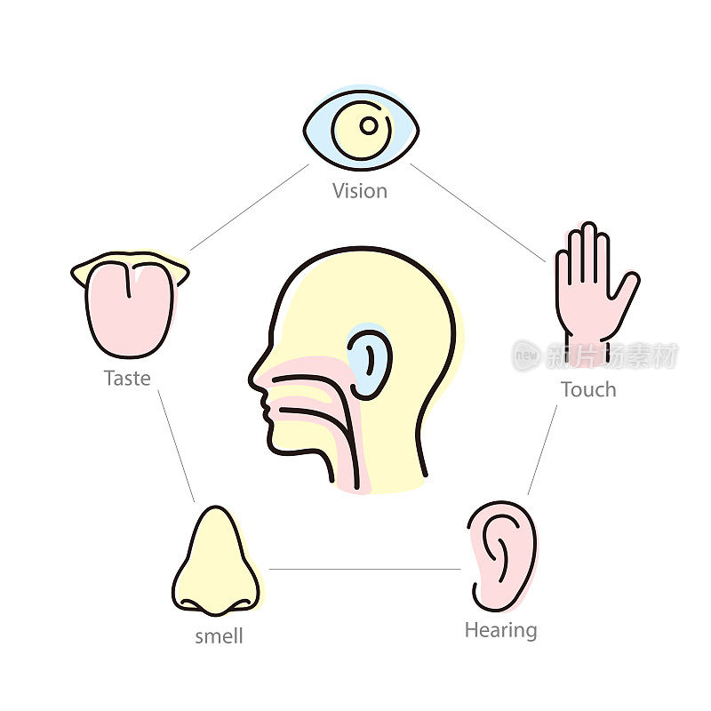human senses icon set, vector illustration
